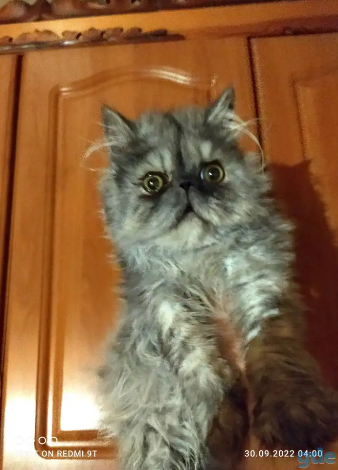 Персидский мальчик Зайчик. Персы. Котята., фотография 8