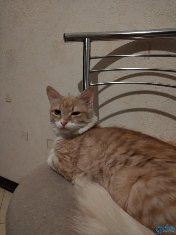 Котенок, фотография 1