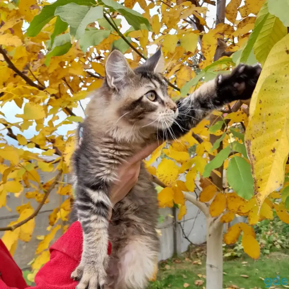 Питомник  Мейн кунов, фотография 4