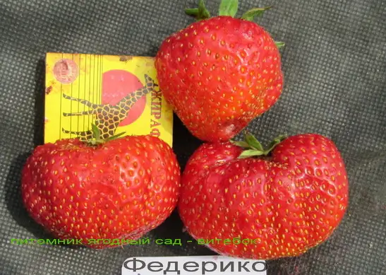 САЖЕНЦЫ КЛУБНИКИ - 50 сортов - купить  в Бресте  с питомника, фотография 9