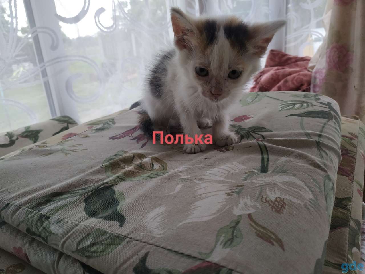 Котята в дар, фотография 3
