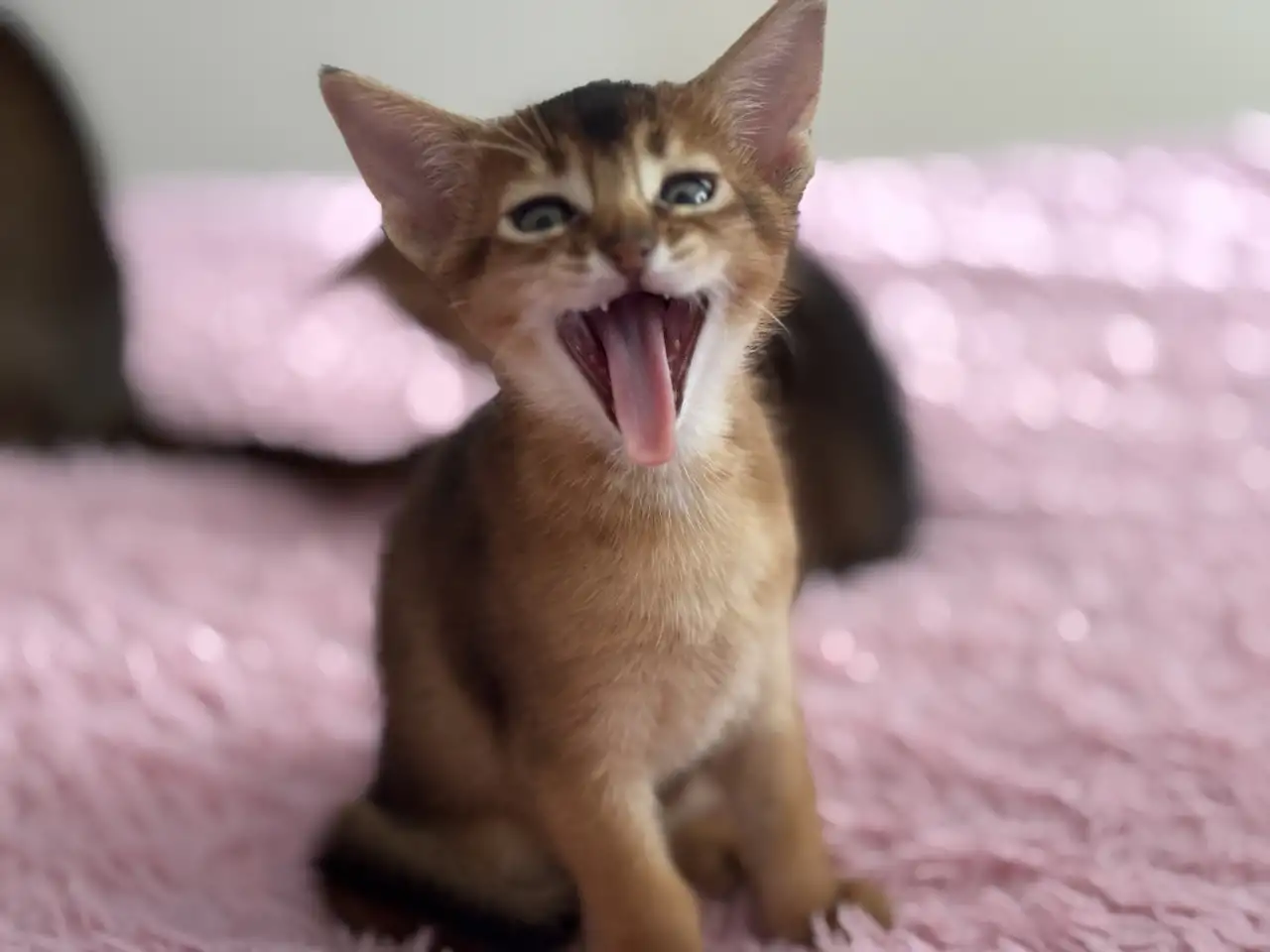Абиссинские котята, фотография 2