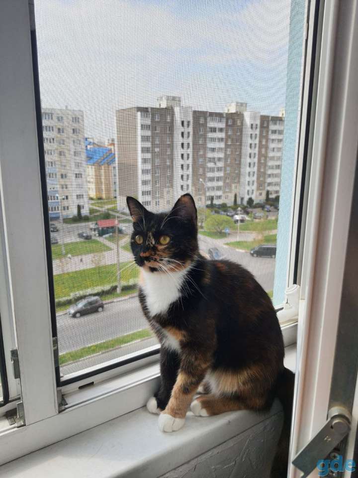 Отдам кошку, фотография 2
