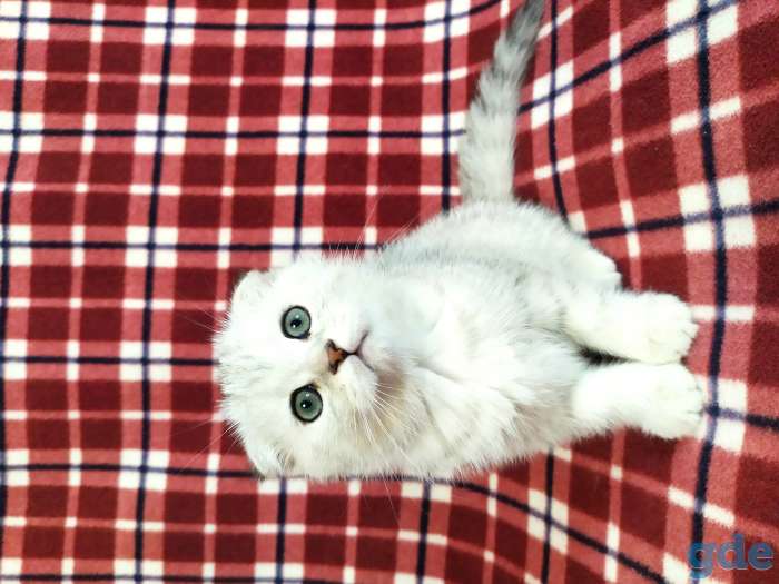 Котята, фотография 3