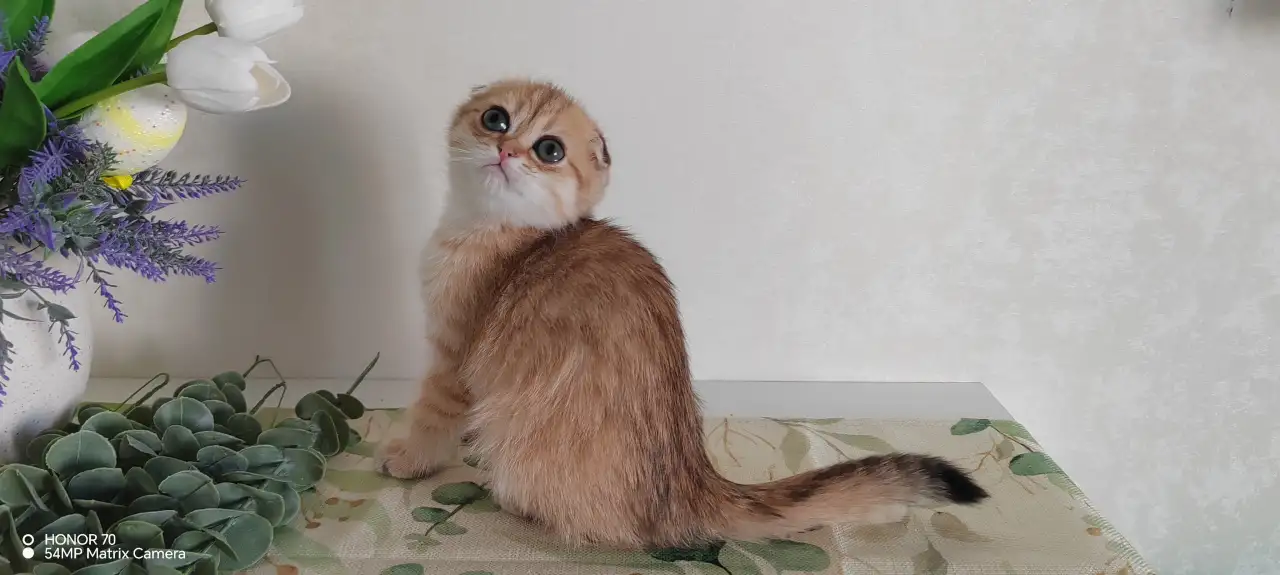 Шотландские котята, фотография 3