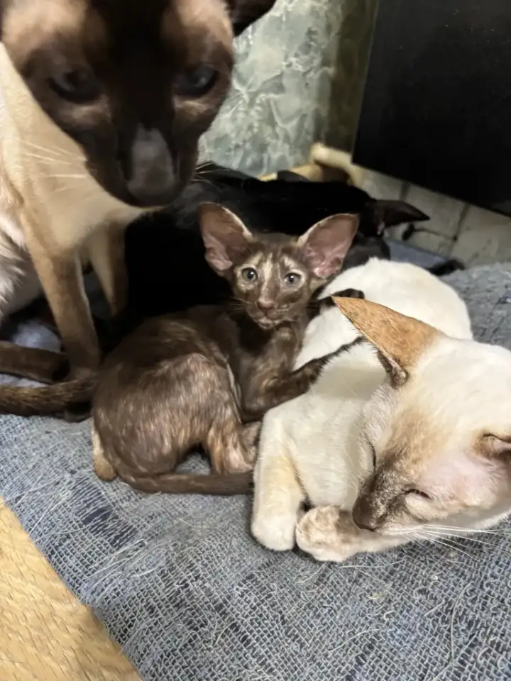 Ориентальные котята, фотография 3