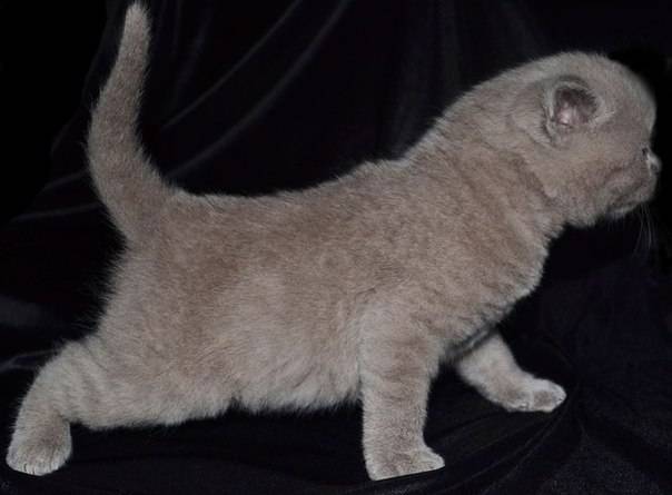 Британские чистокрновные котята!!!, фотография 1