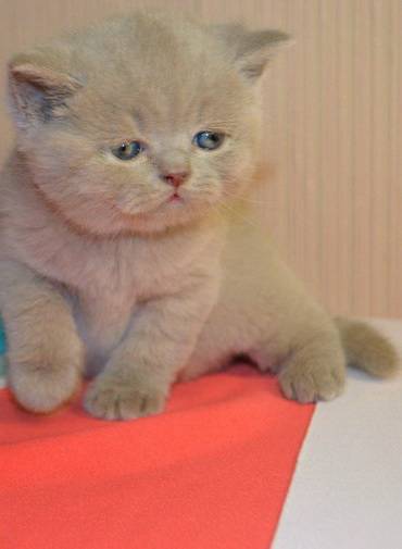 Британские чистокрновные котята!!!, фотография 2