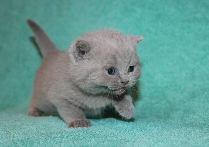 Британские чистокрновные котята!!!, фотография 3