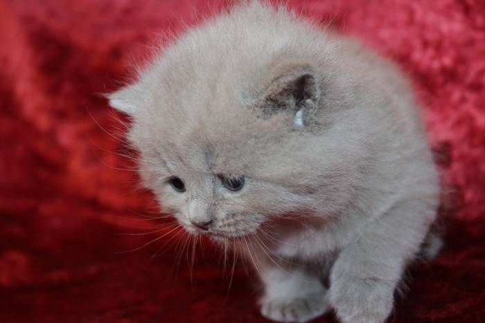 Британские чистокрновные котята!!!, фотография 4