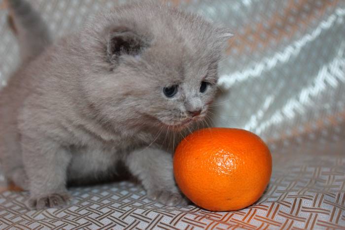 Британские чистокрновные котята!!!, фотография 5