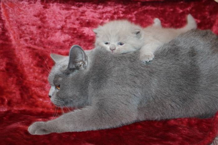 Британские чистокрновные котята!!!, фотография 6