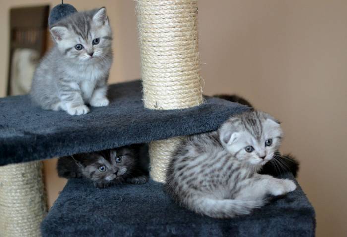 Шотландские котята, фотография 1