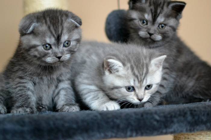 Шотландские котята, фотография 2