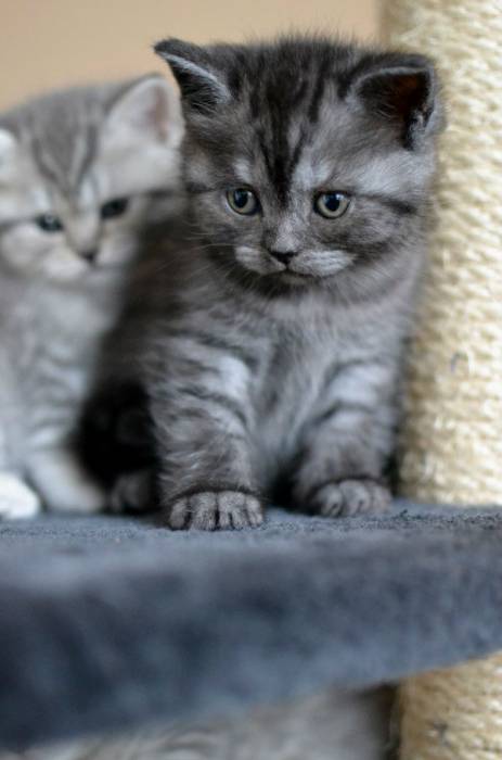 Шотландские котята, фотография 3
