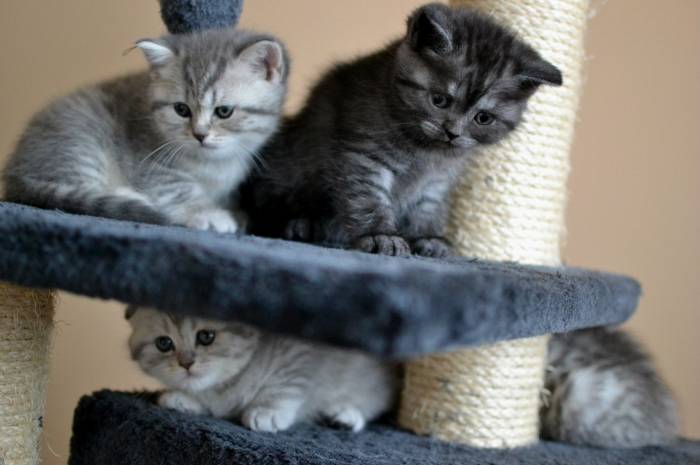 Шотландские котята, фотография 4
