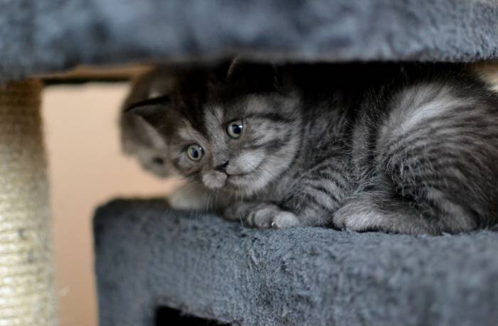 Шотландские котята, фотография 5