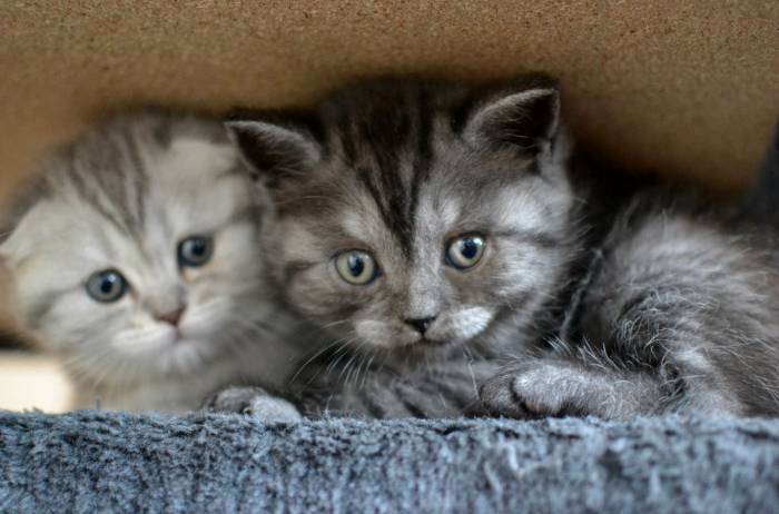 Шотландские котята, фотография 6