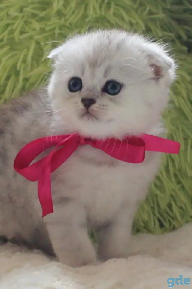 Шотландский котенок, фотография 2