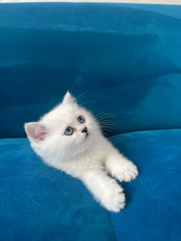 Британские котята, фотография 10