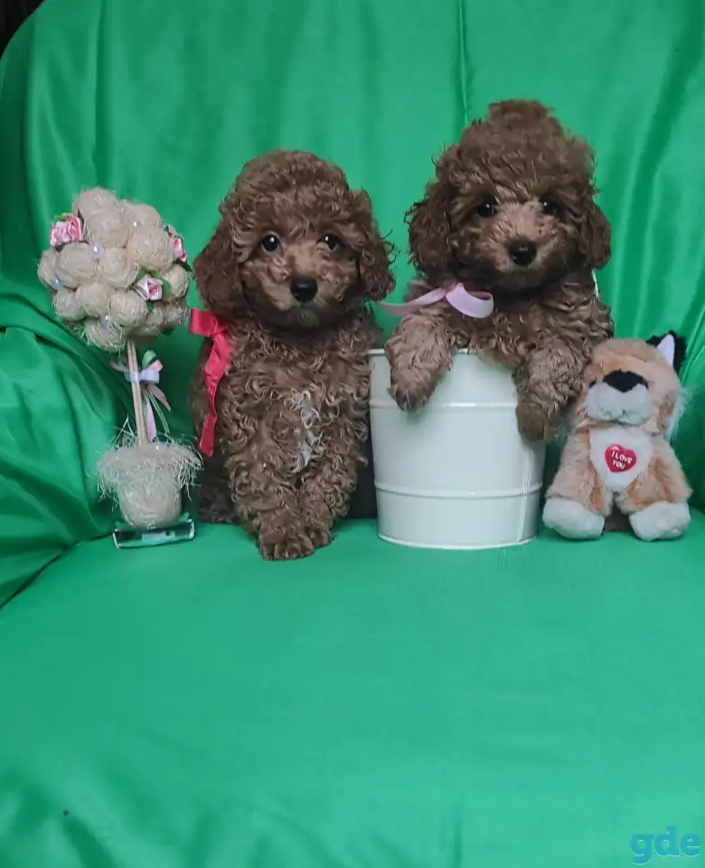 Продаю породистых щенков ПУДЕЛЯ, фотография 2