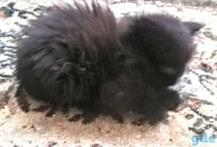 Котята, фотография 1