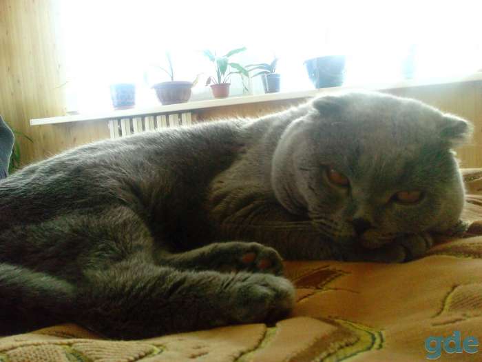 Продам вислоухого шотландского кота (Скоттиш Фолд), фотография 2