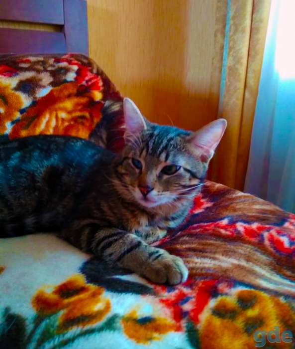 Котик в добрые руки, фотография 6