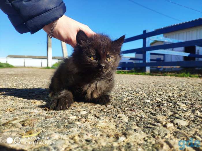 Котят (не продаем, а показываем) и отдаем в добрые руки :), фотография 4