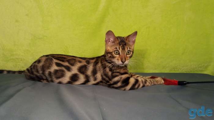 Бенгальский котенок, фотография 1