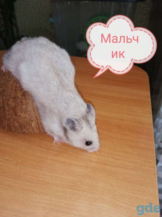 Пушистики сирийцы, фотография 7