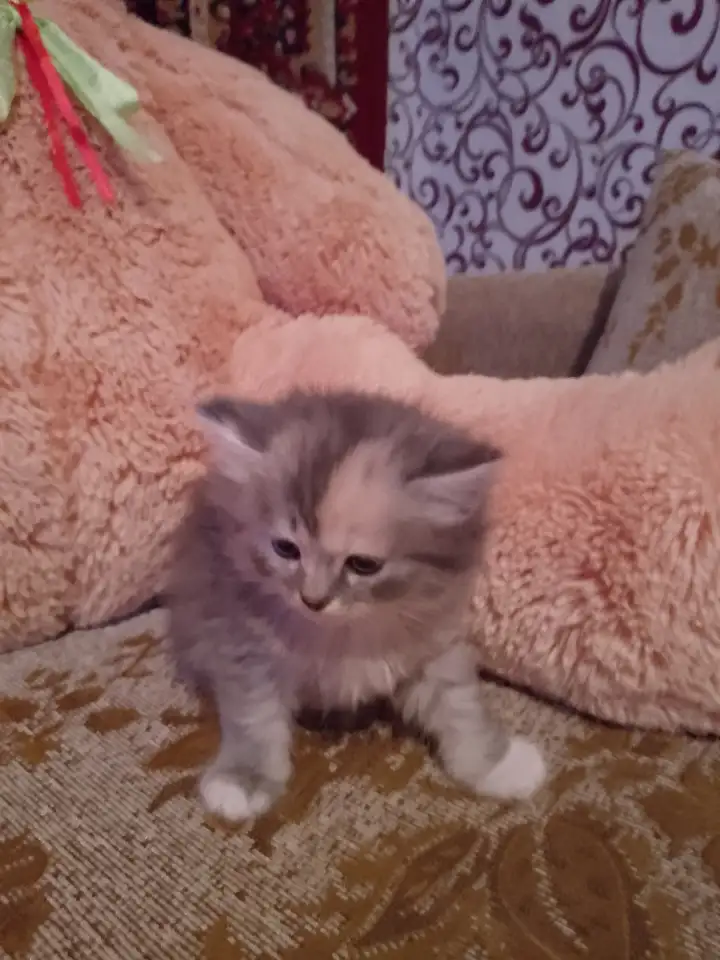британские котята, фотография 9