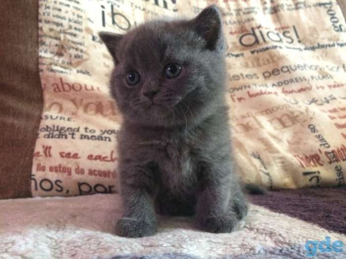 Британские короткошерстные котята, фотография 3