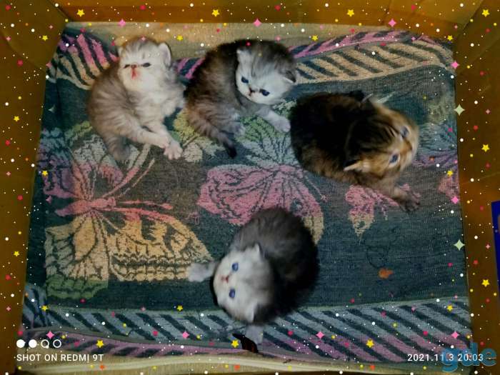 Персидские котята.Экстремального типа ., фотография 6
