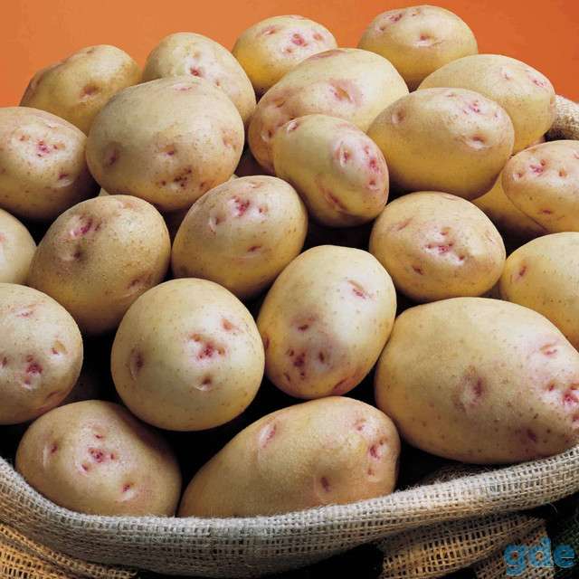 Картофель семянной, фотография 1