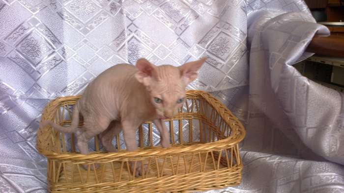 котики канадского сфинкса, фотография 2
