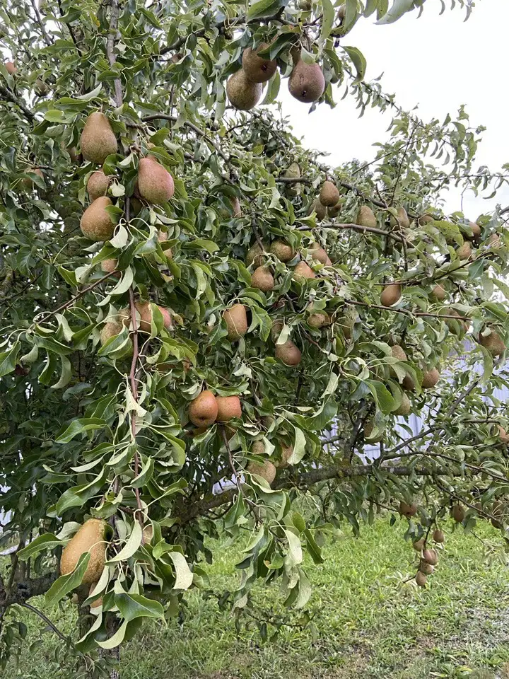 Продажа дома, дачи, фотография 11