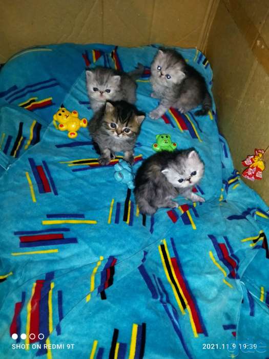 Персидские котята., фотография 7