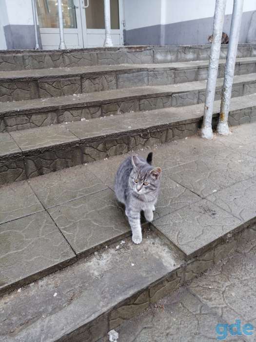 НАЙДЕН КОТИК, фотография 1