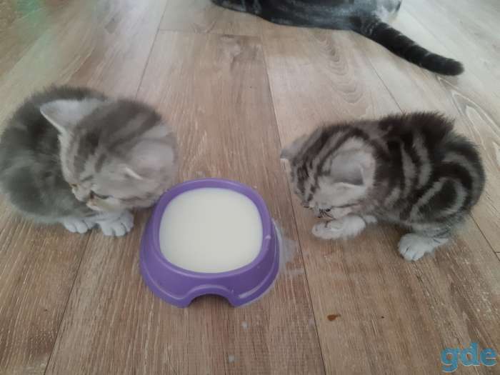 Шотландские котята, фотография 2