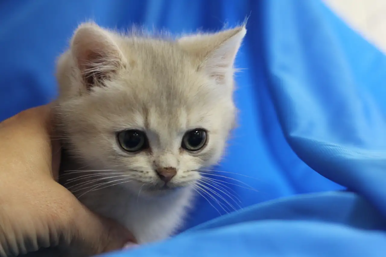Шотландские котята, фотография 3