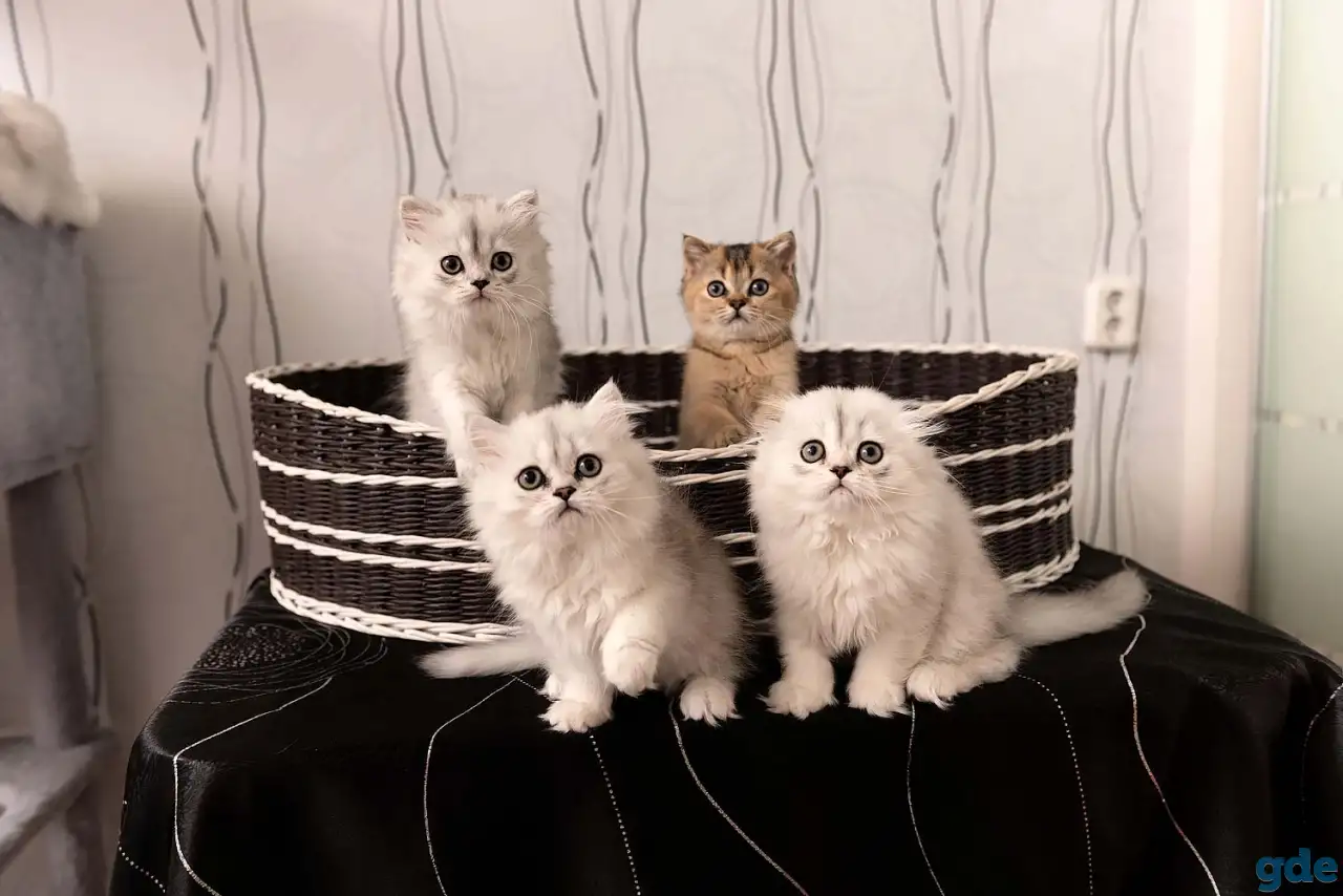 Шотландские котята, фотография 1