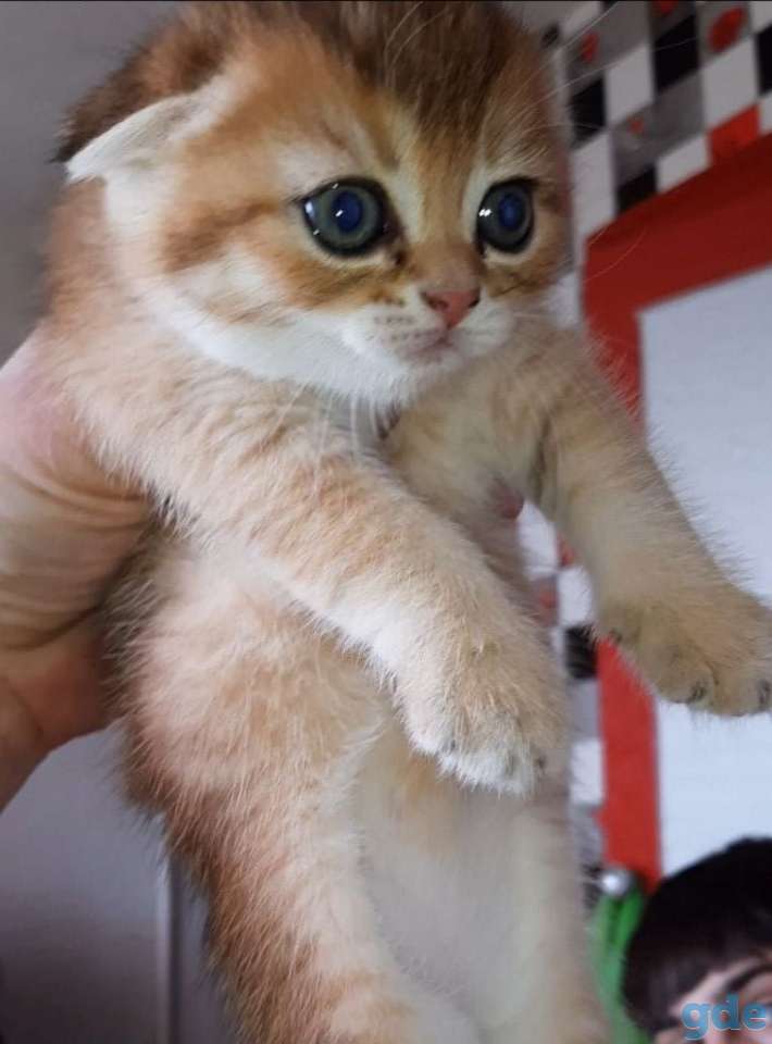Шотланские и хайленд фолд котята, фотография 1