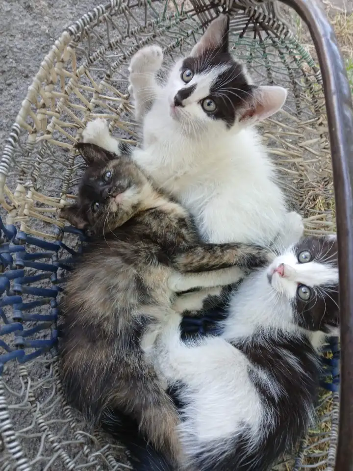 Котята в добрые руки, фотография 1