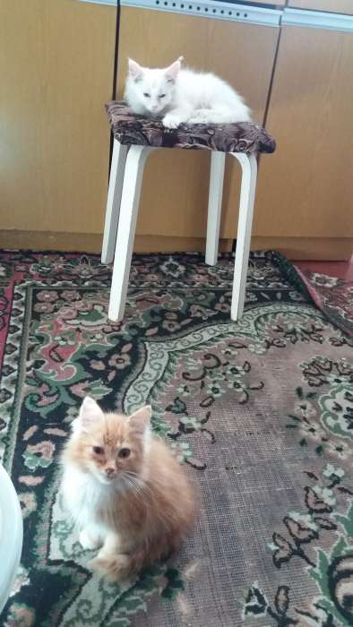 котята, фотография 1