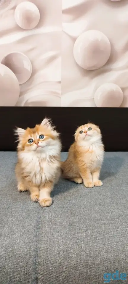 Шотландский мальчик, фотография 5