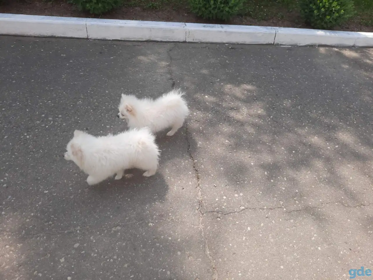 Шпиц девочки, фотография 3
