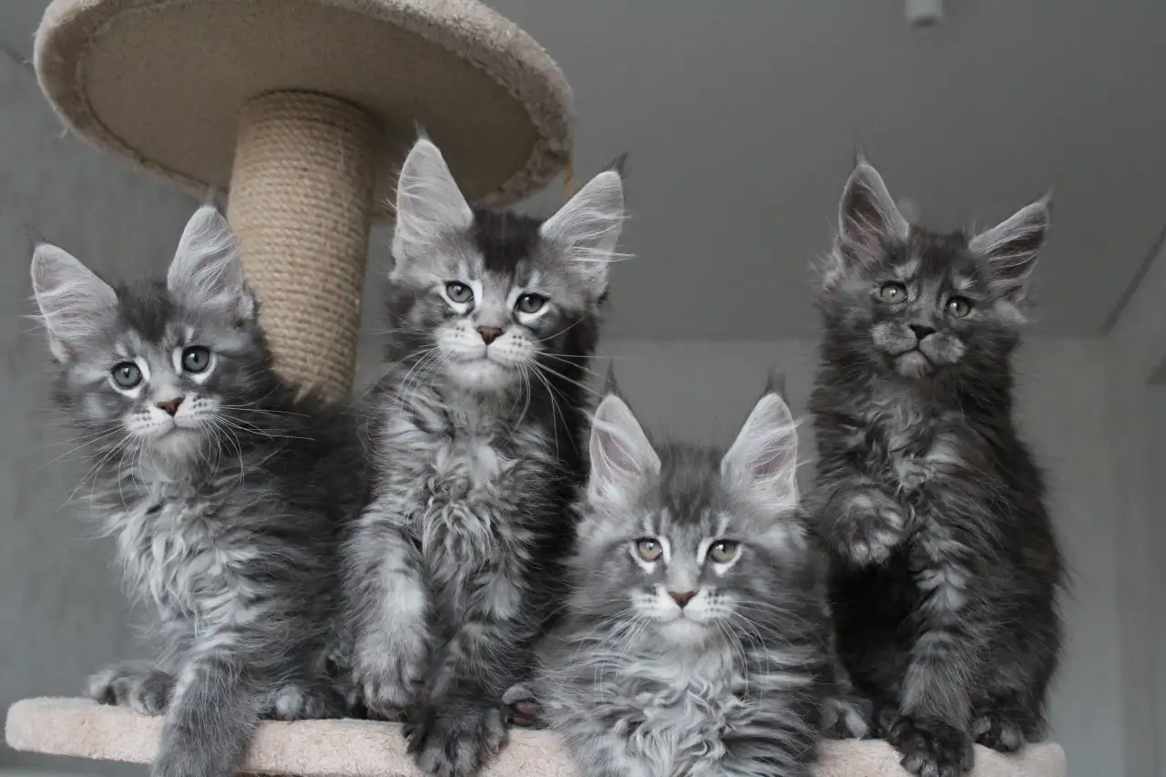 Котята мейн кун!, фотография 6