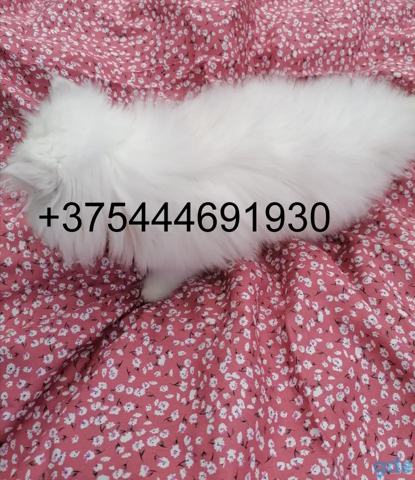 Котята в любимцы., фотография 3