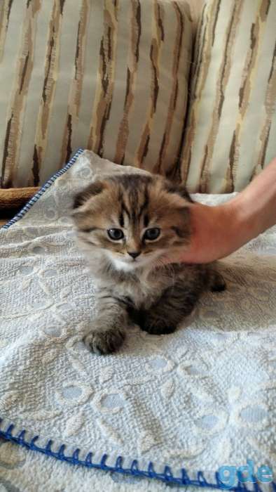 Продам породистых шотландских котят, фотография 1